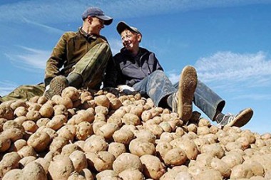 Аграрии Республики Коми собрали рекордный урожай картофеля