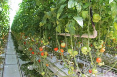 На фермы и развитие растениеводства Коми получит более 9 миллионов рублей