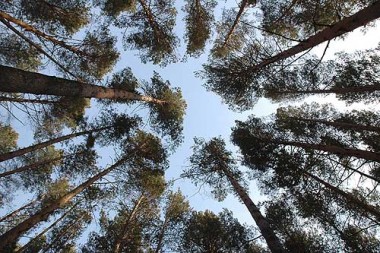 В бюджеты республики и страны от использования лесного фонда поступило около 1,4 миллиарда рублей