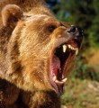 Двое жителей Коми сумели спастись в схватке с медведями