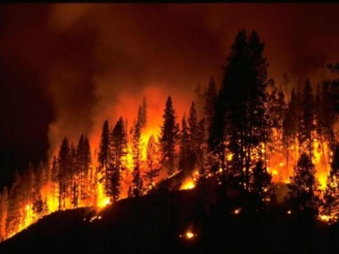 Лес - наше богатство. Берегите лес от пожара!