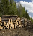 Республика Коми вошла в перечень пилотных регионов по реализации федеральной Концепции интенсивного использования и воспроизводства лесов