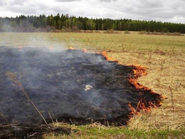Сжигание сухой травы приносит огромный вред!