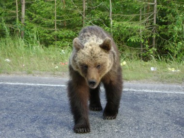 Участились случаи выхода медведей к населенным пунктам