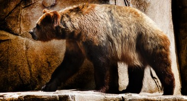 Уральские палеонтологи обнаружили кладбище пещерных медведей в верховьях реки Печоры