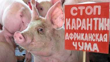 В Республике Коми обеспечиваются все необходимые меры по недопущению возникновения африканской чумы свиней