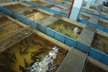 В республике построят рыбоводный комплекс по выращиванию 400 тонн рыбы в год
