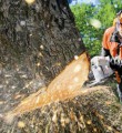 Вуктыльские дровосеки незаконно спилили лес на 120 тысяч рублей