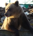 Минприроды республики прогнозирует выход молодых медведей к населенным пунктам