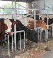 Производители молока смогут сдать продукцию по повышенным закупочным ценам