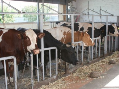 Производители молока смогут сдать продукцию по повышенным закупочным ценам