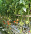 На фермы и развитие растениеводства Коми получит более 9 миллионов рублей