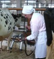 Республике Коми выделено 11 миллионов рублей для стимулирования производства товарного молока