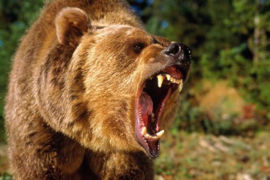 Двое жителей Коми сумели спастись в схватке с медведями