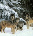 Инициатива Госсовета РК о выделении средств на борьбу с волками поддержана