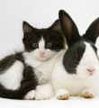 Как правильно – год Кролика, Зайца или Кота?