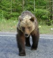 Участились случаи выхода медведей к населенным пунктам